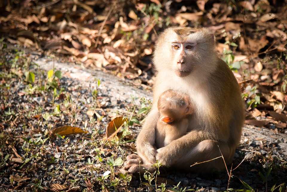 Lampung Monkey Forest, Bandar Lampung