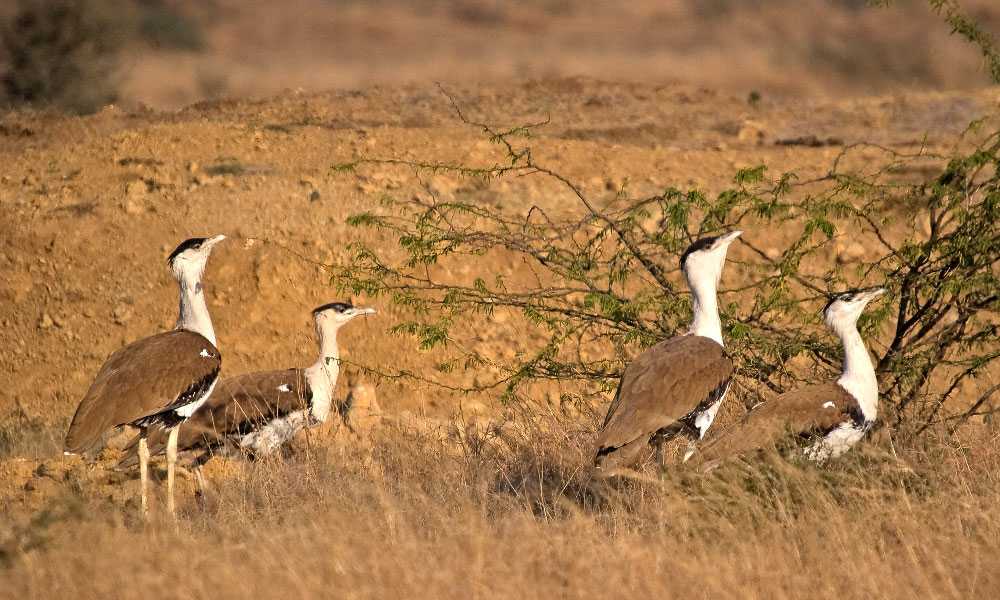 10 National Parks in Rajasthan For A Wildlife Adventure 2023