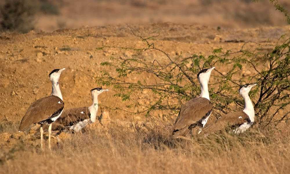 Image result for desert national park jaisalmer