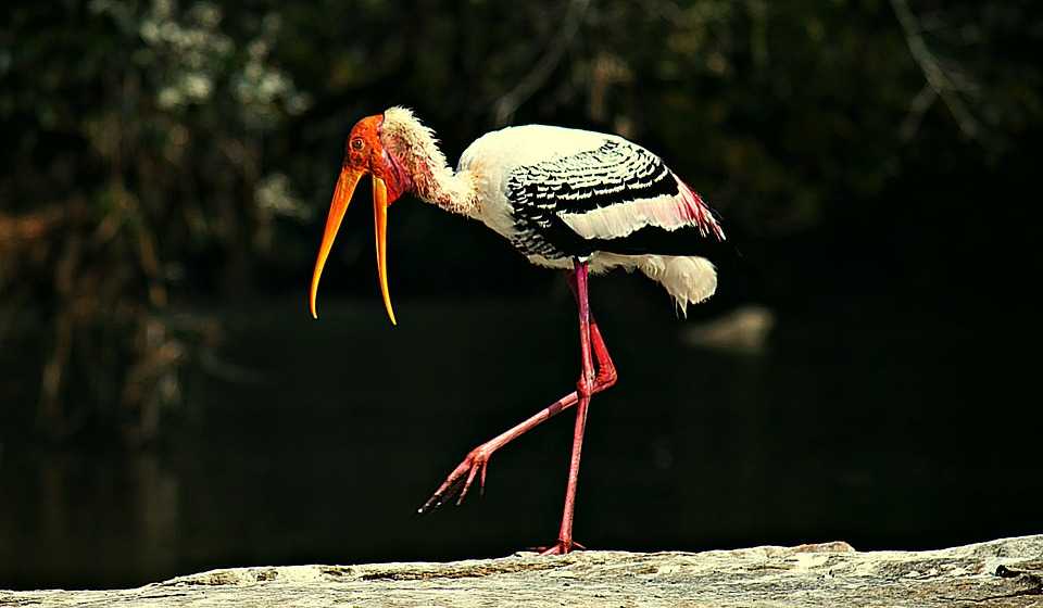 Flora and Fauna in Nepal