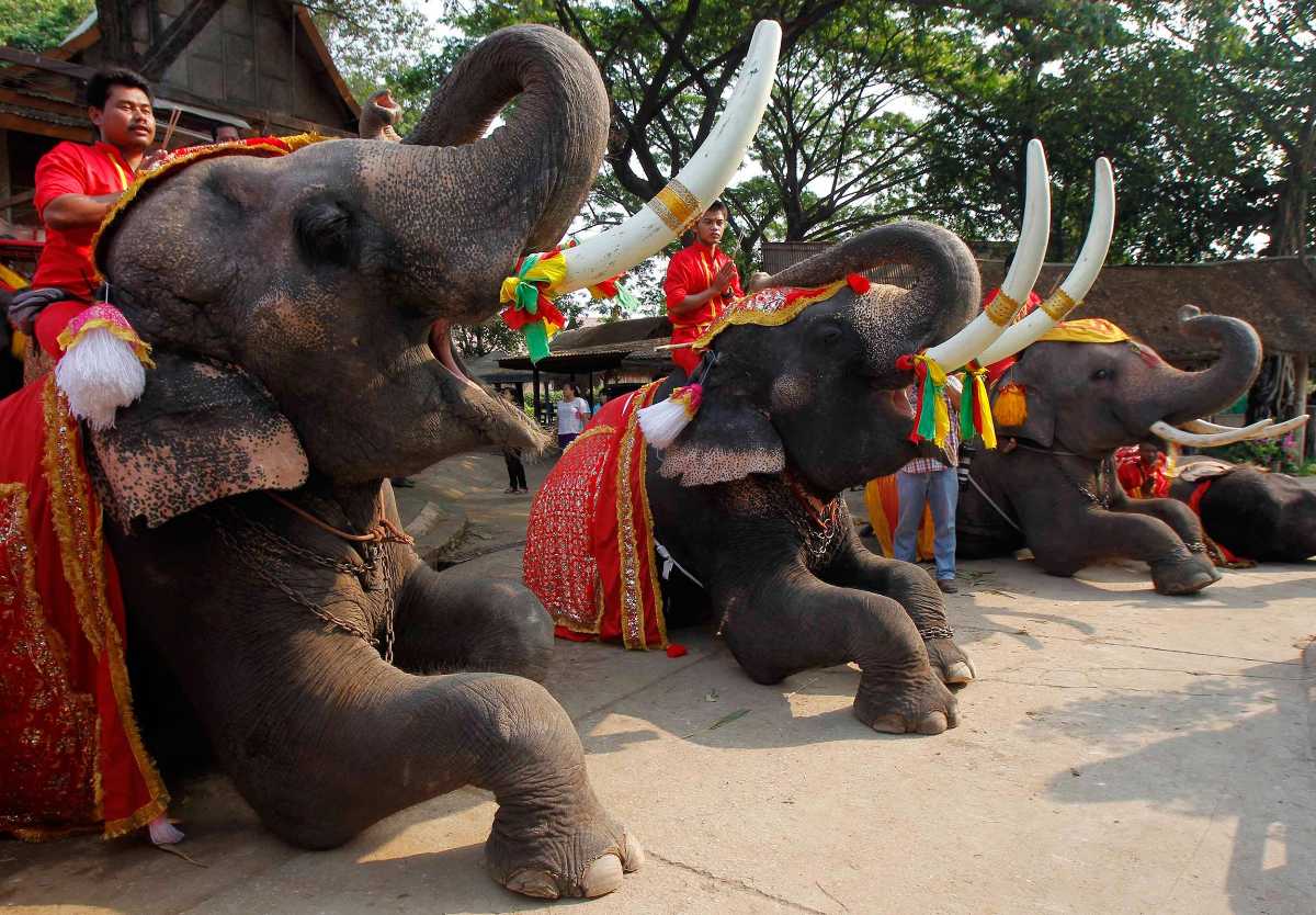Elephants in Thailand - Ethical Elephant Sanctuaries in Thailand (2024)