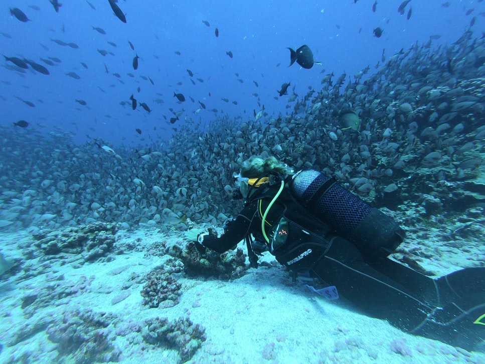 Diving in Sri Lanka