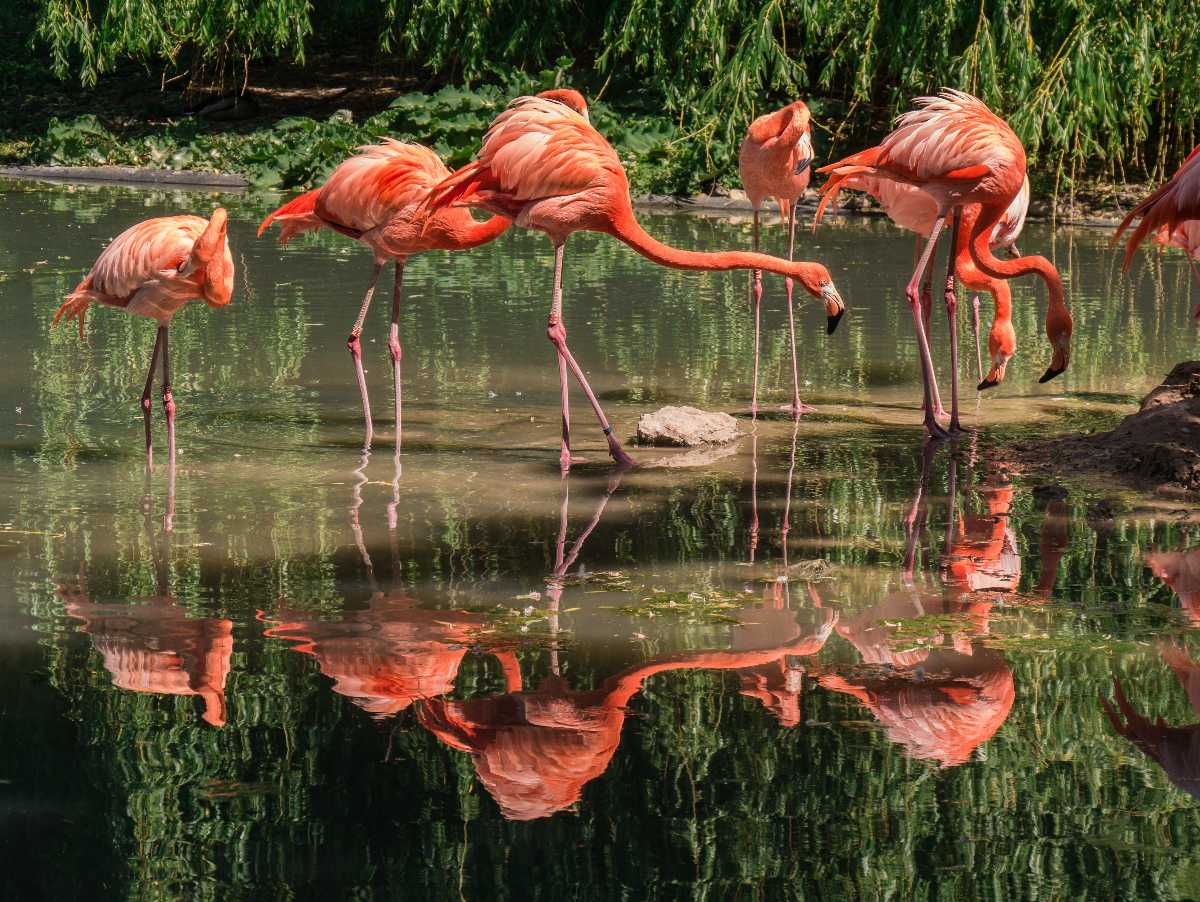 Nelapatty Bird Sanctuary