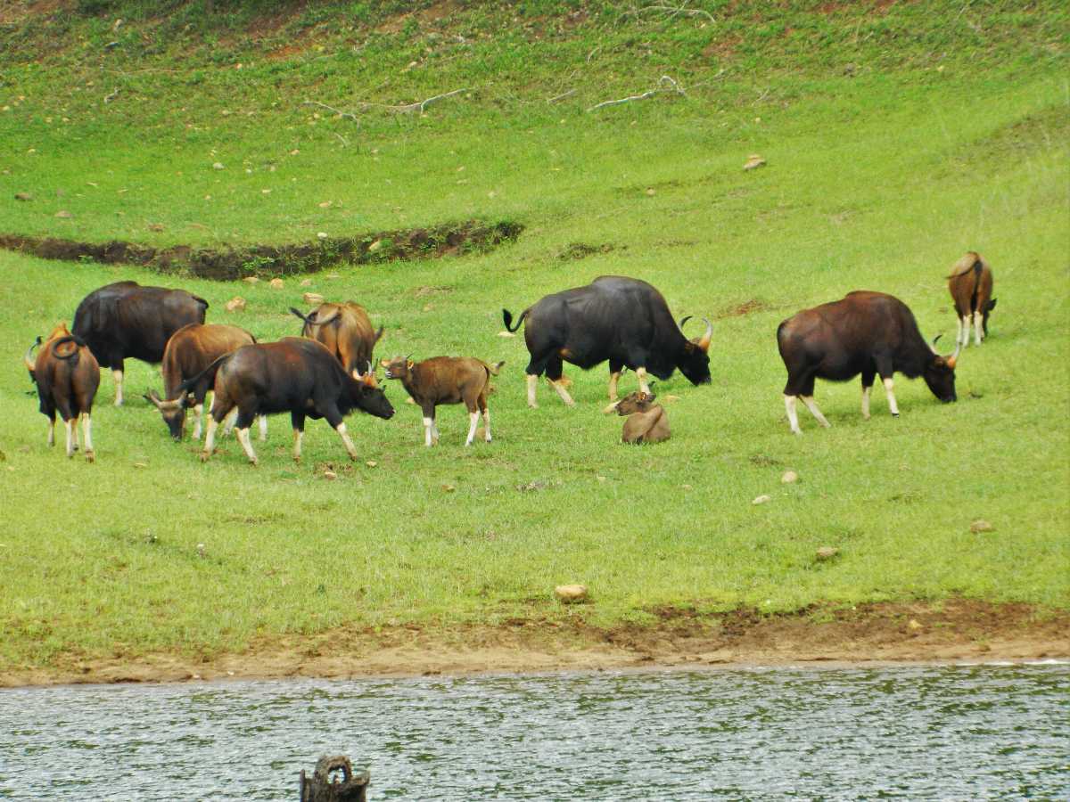 Gaur Indian Bison