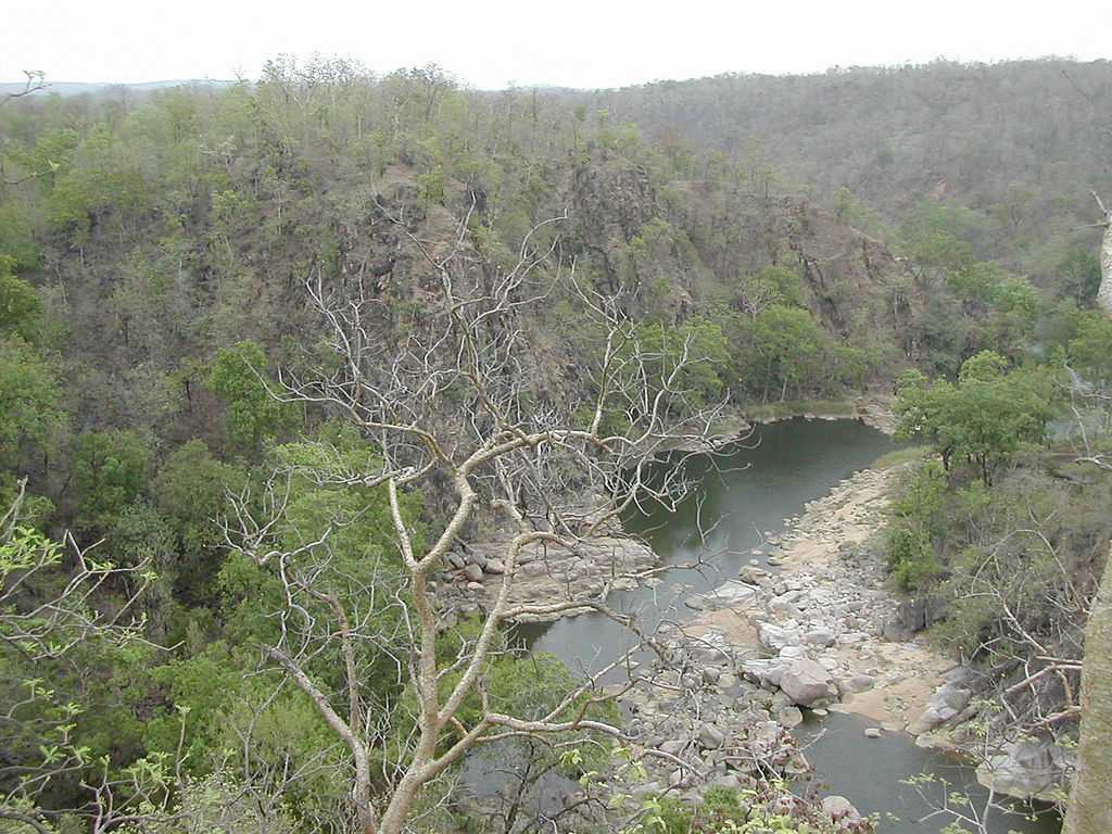 Forest in Madhya Pradesh