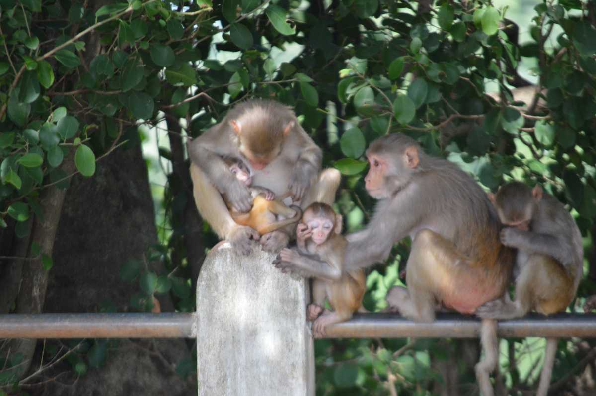 Monkeys at Kanger Valley National Park