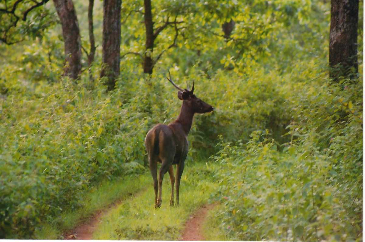 Sambar Stag at Biligiriranga temple wildlife sanctuary