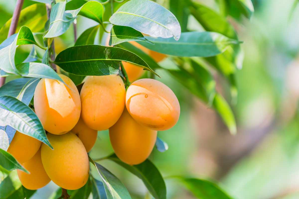 Lakhsmanbhog Mangoes, Mangoes in India