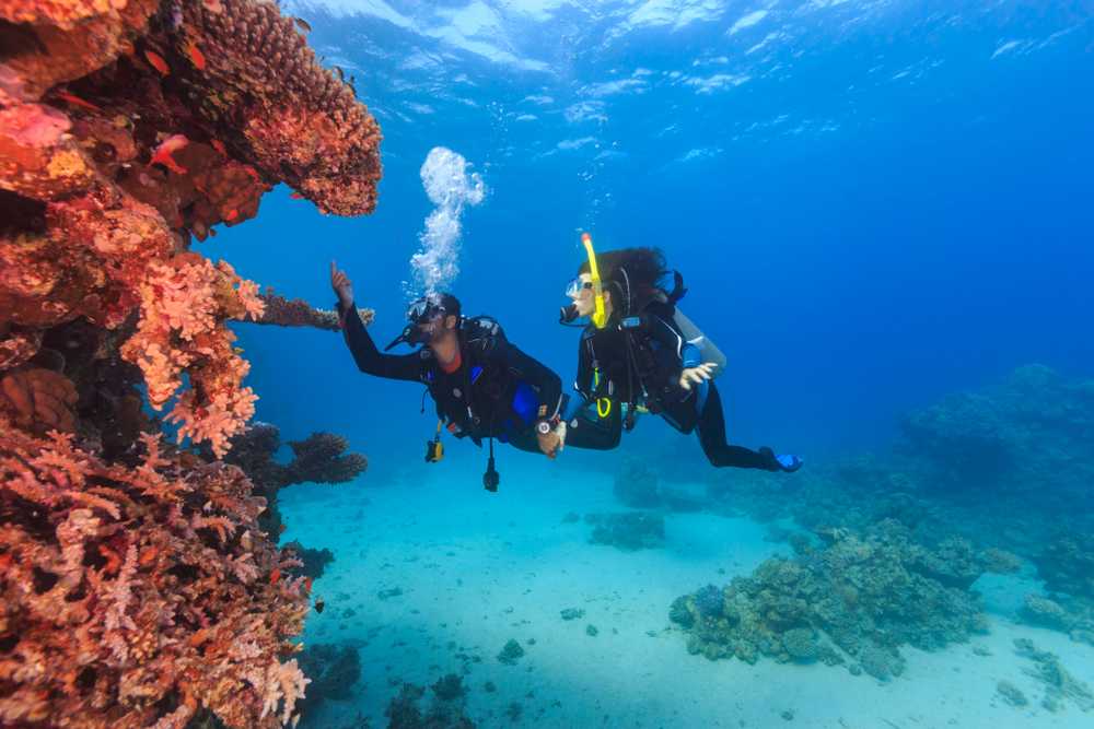 Grand Bay Scuba Diving