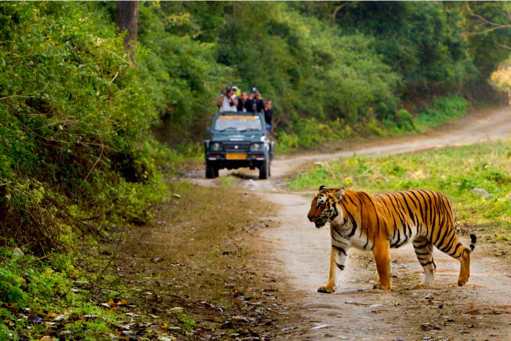 19 Best Tiger Reserves in India: Places to Go Tiger Spotting 2023