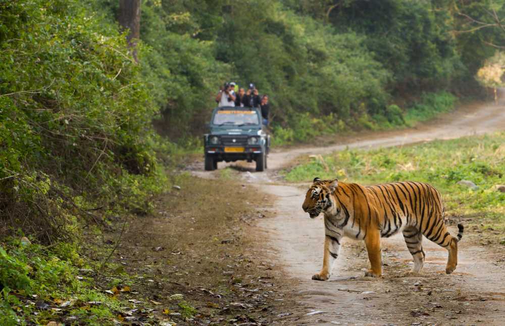 best jungle safari in odisha