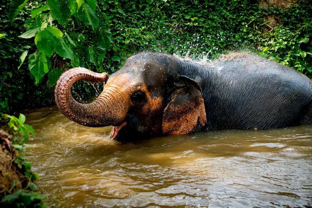 Phuket Elephant Park, Phuket (2023) - Images, Timings | Holidify