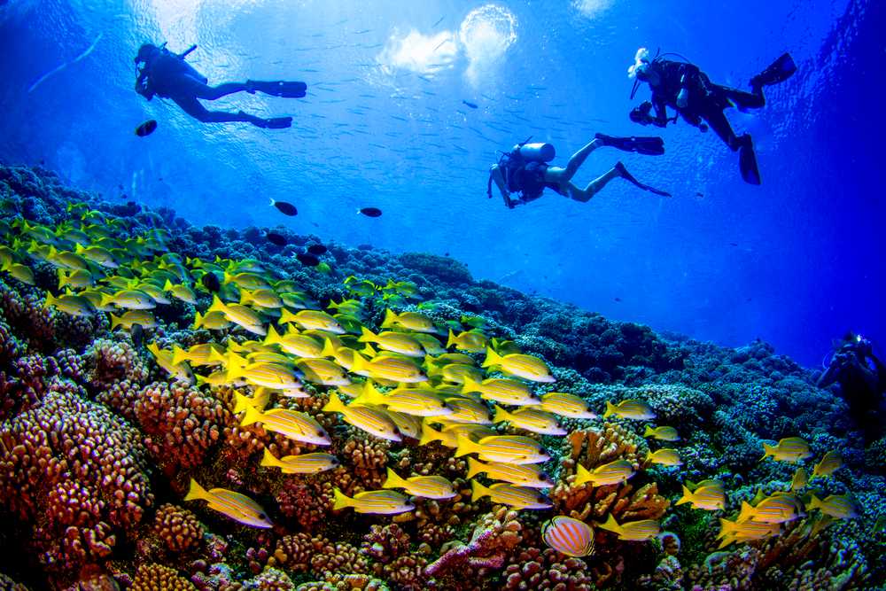 All You Need to Know About Scuba Diving in Karnataka