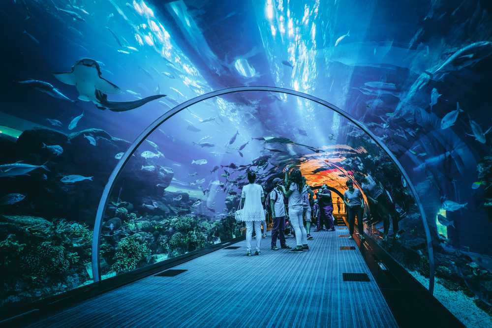 Dubai Aquarium  Underwater Zoo Ticket Prices Timings 