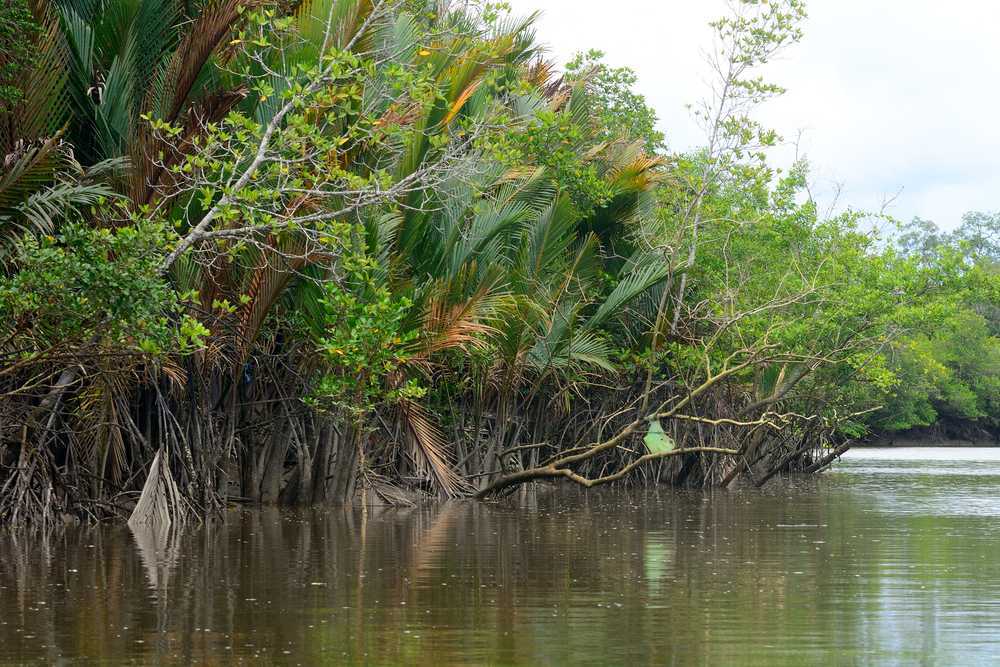 Kuching Wetlands National Park, Sarawak - Holidify
