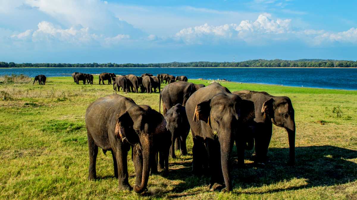 minneriya national park safari timings