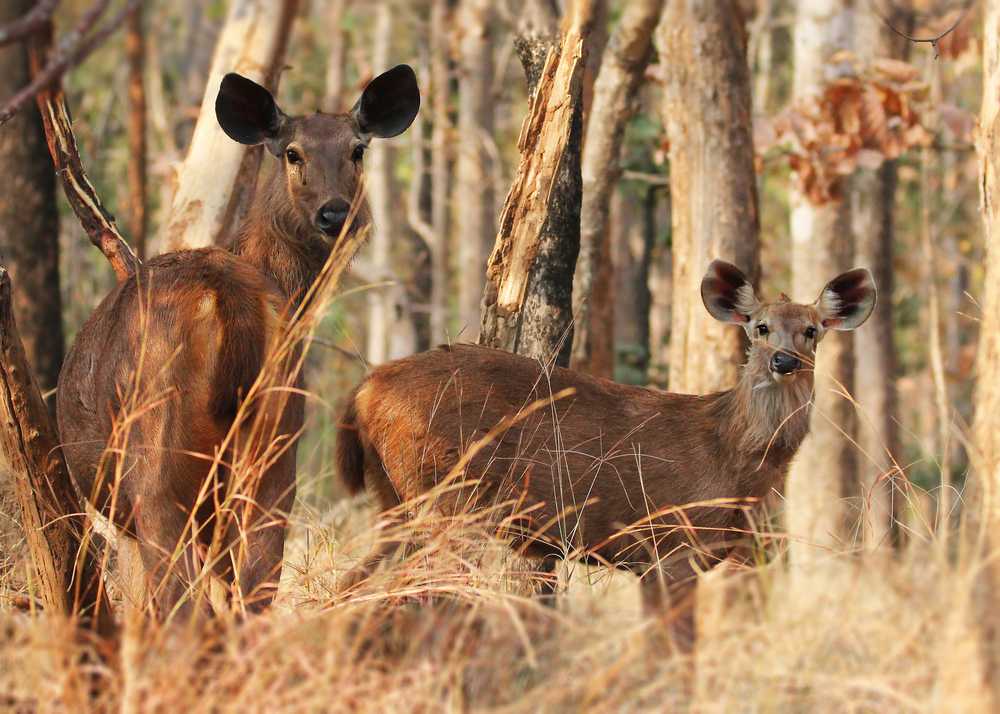 The Sambhar Wild Life