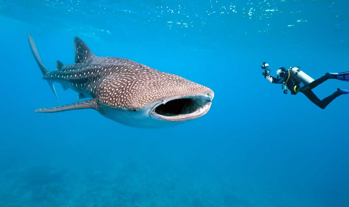 Whale Sharks, Diving spots in the world