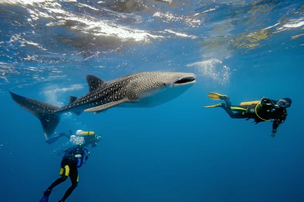 diving tour in sri lanka