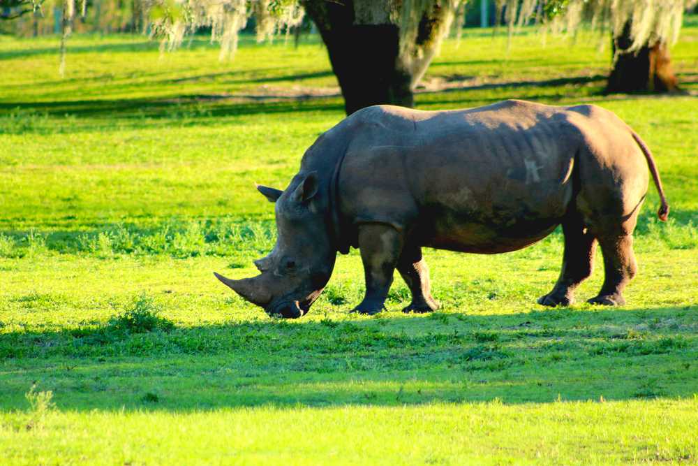Javan Rhinoceros, Indonesia