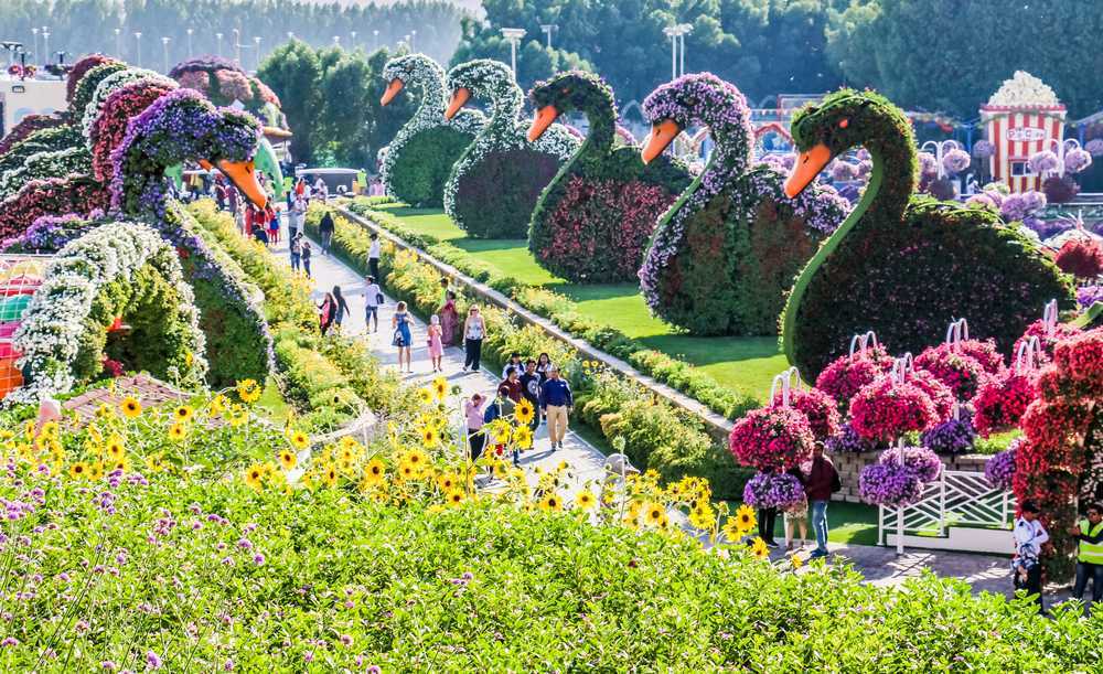 Miracle Garden Dubai Tickets Timings