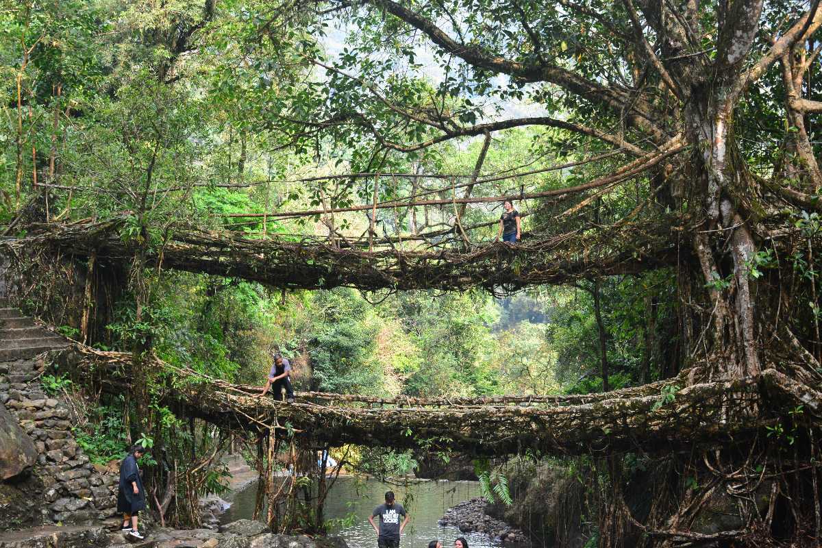 Double Decker Living Root Bridge