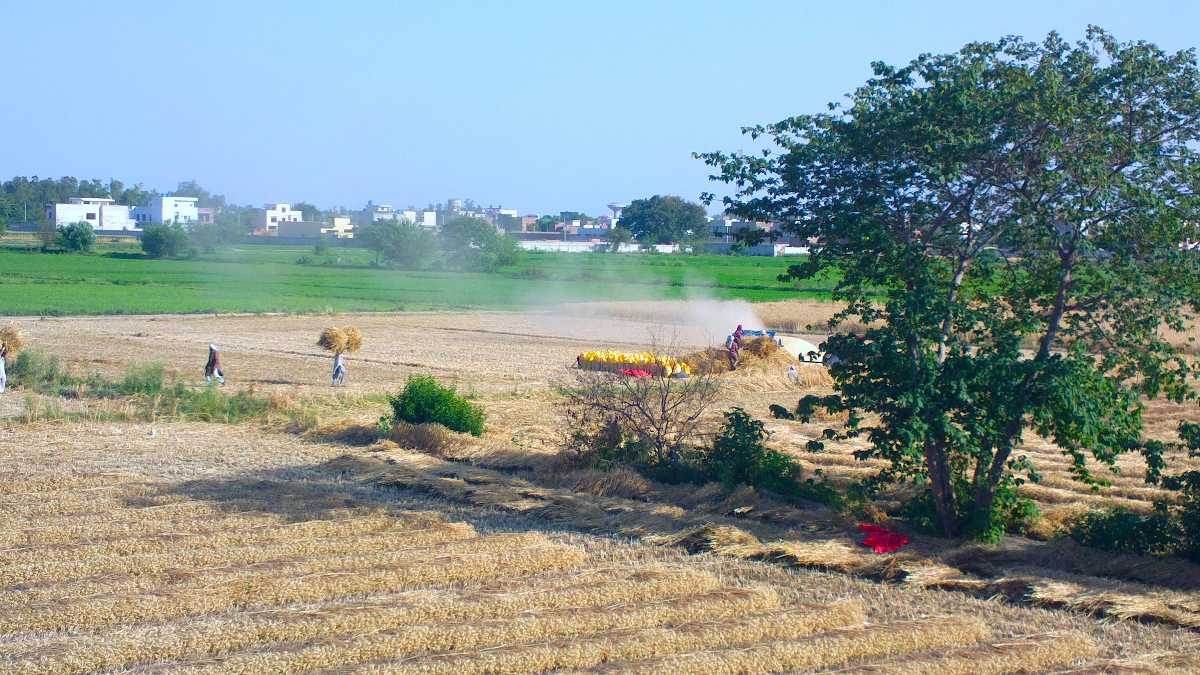 A busy wheat field in Summer