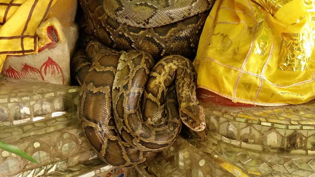 Snake Temple in Penang