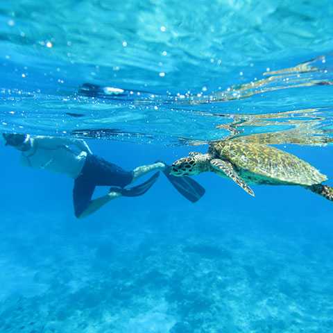 Snorkelling in North Island