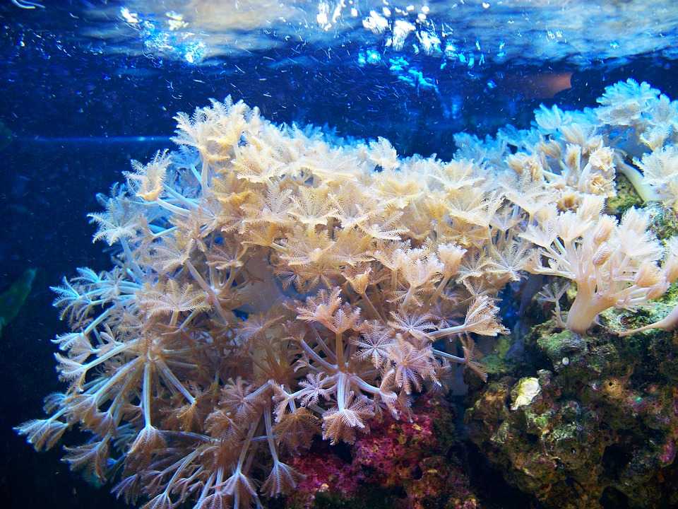 soft corals