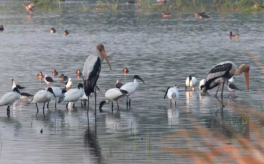 Sultanpur Bird Sanctuary (Gurgaon) - Timings, Ticket Price, Best Time