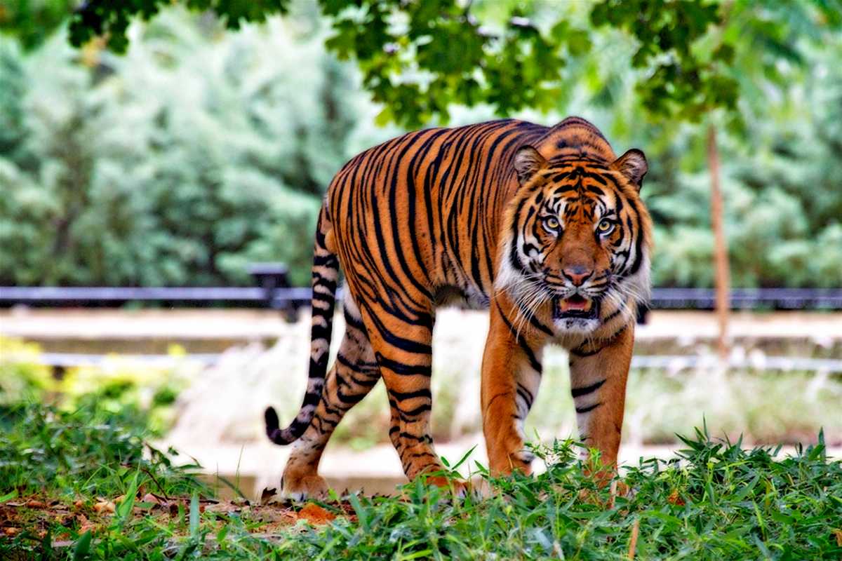 Sumatran Tiger, Indonesia