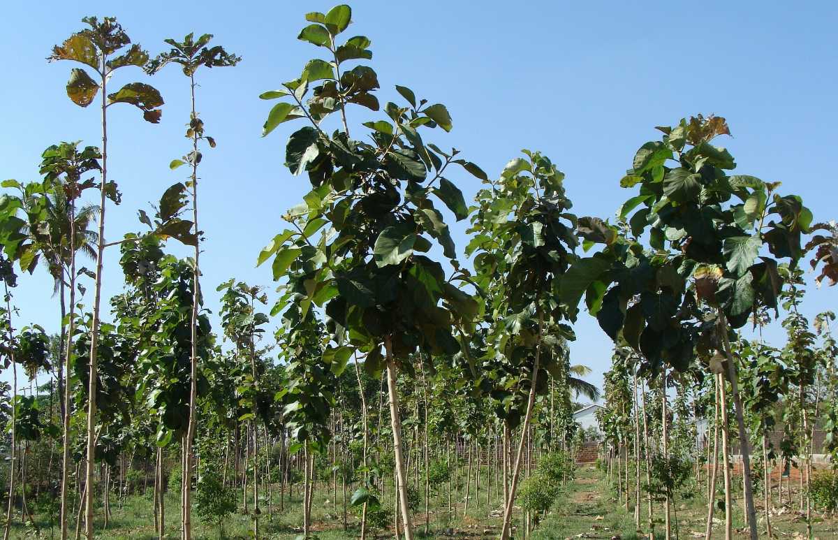 Teak Plantation of Tectona Grandis