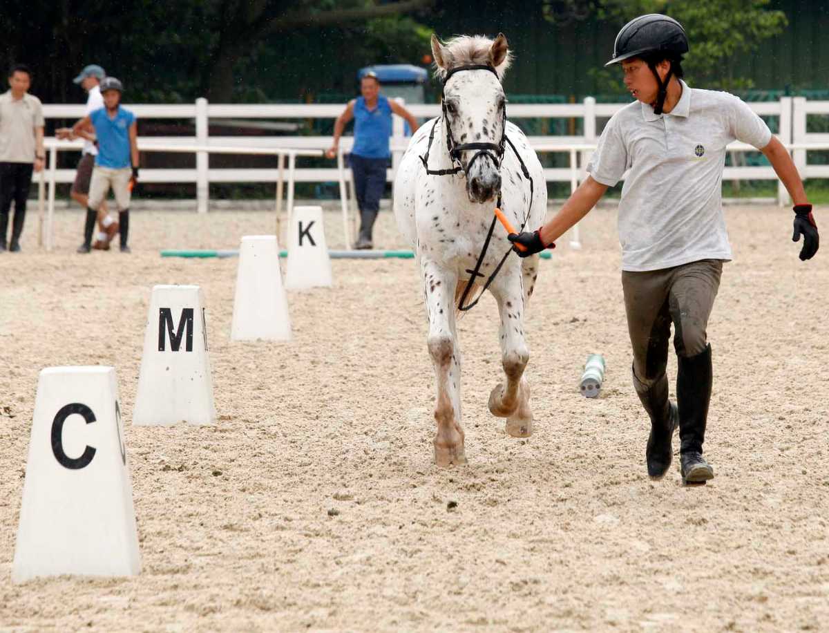 Horse riding practices at Tuen Mun Public Riding School