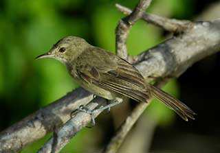 Seychelles Warbler, Wildlife in Seychelles