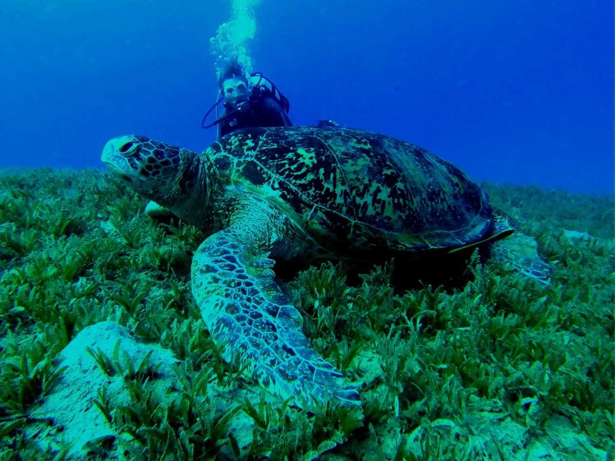 White Rock Koh Tao, Dive Sites Near Koh Tao