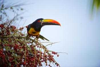 Wildlife in Manuel Antonio National Park