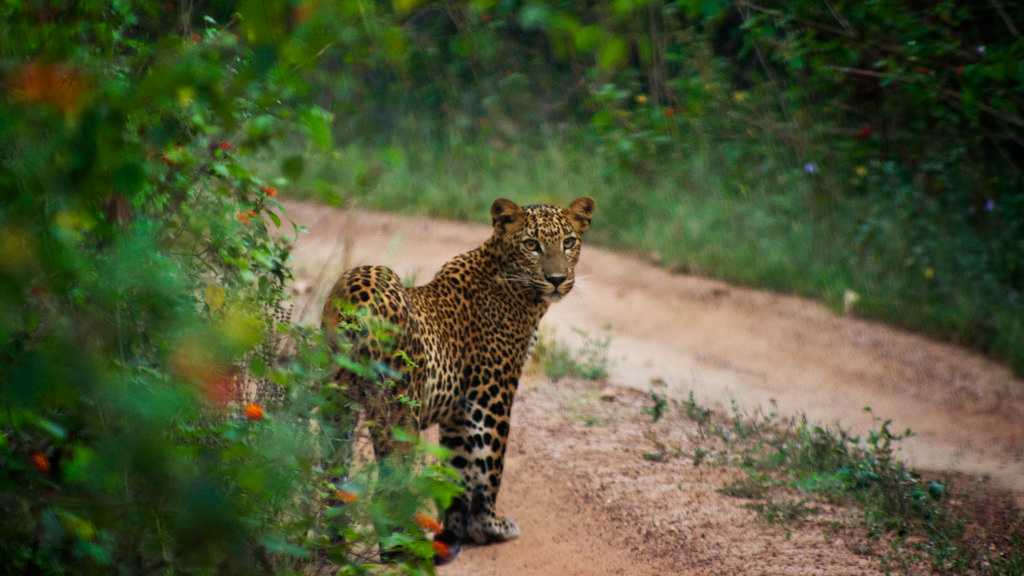 Wildlife in Sri Lanka - Best of Sri Lanka's National Parks | Holidify