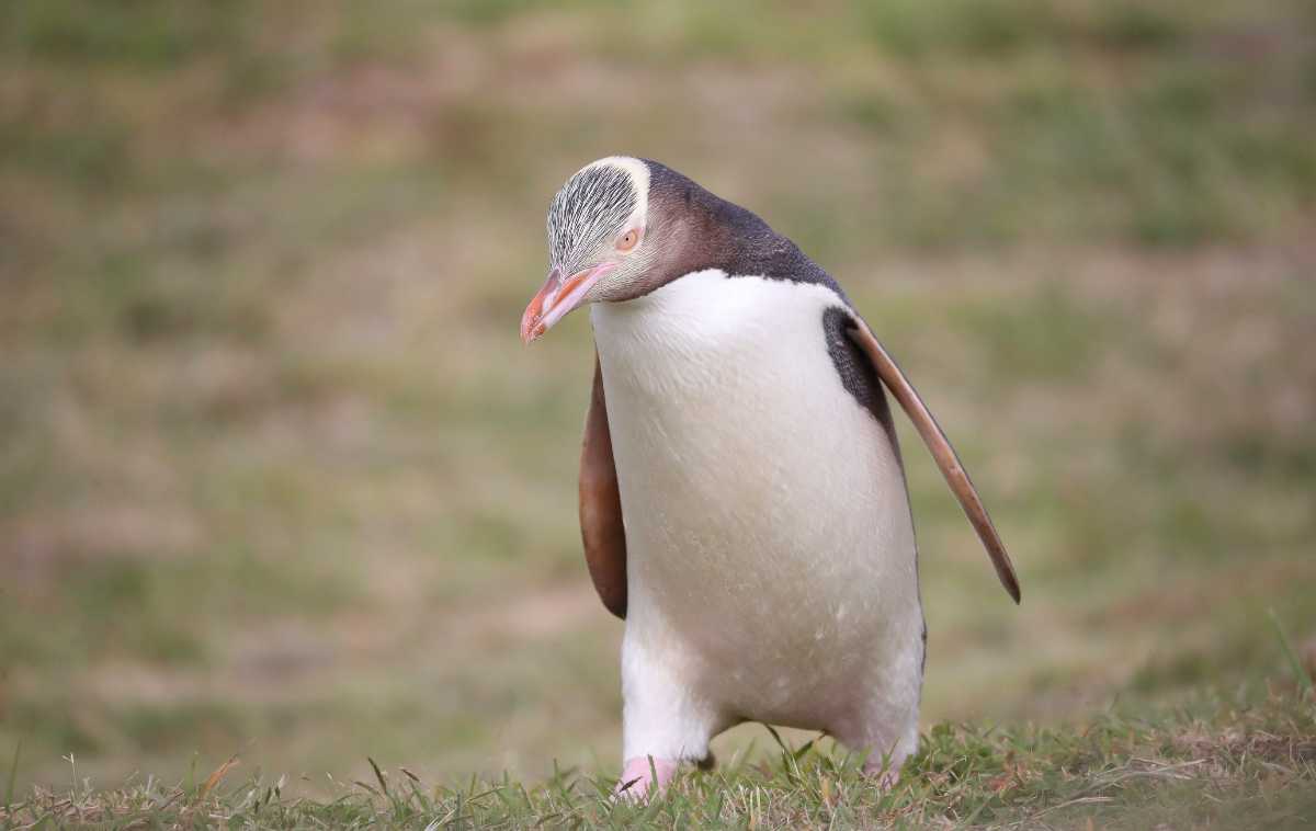 Yellow eyed penguin