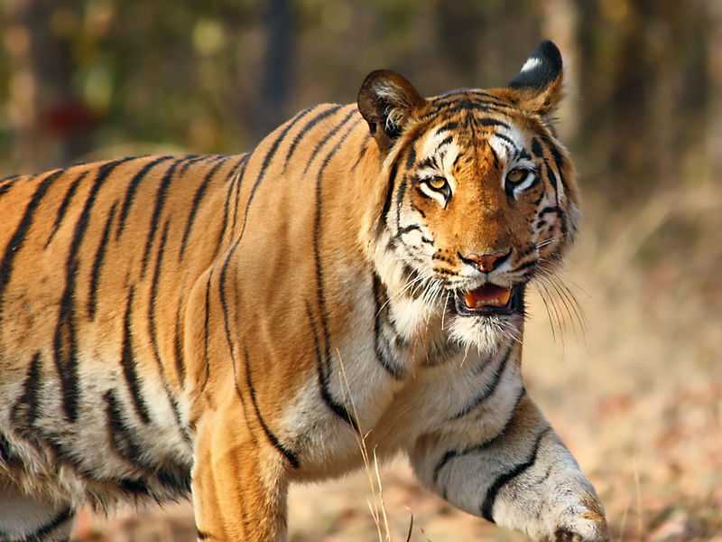 Tiger in Navegaon National Park