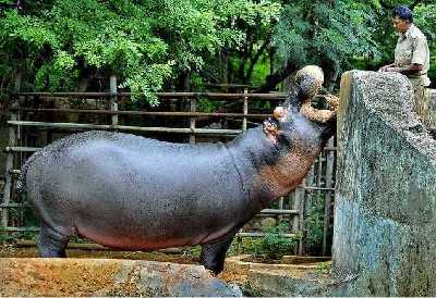 18 Best Zoos In India - Popular Zoological Parks In India