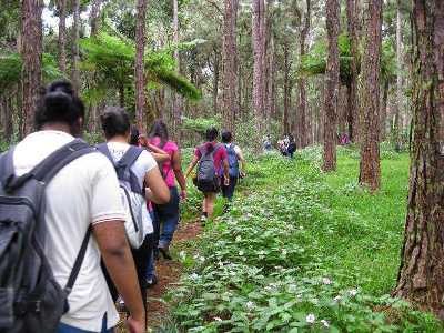 File:Bras d'Eau Forest Nursery - Bras DEau National Park.jpg