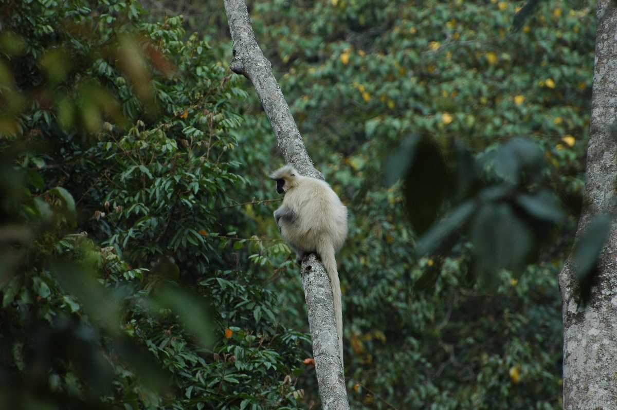 Golden Langur, Jigme Singye Wangchuk National Park