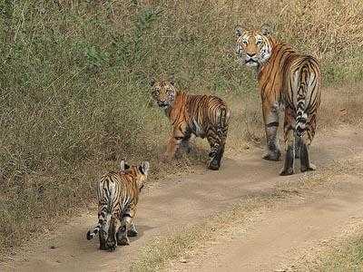 pench national park panna safari jungle package tour india travel ixigo