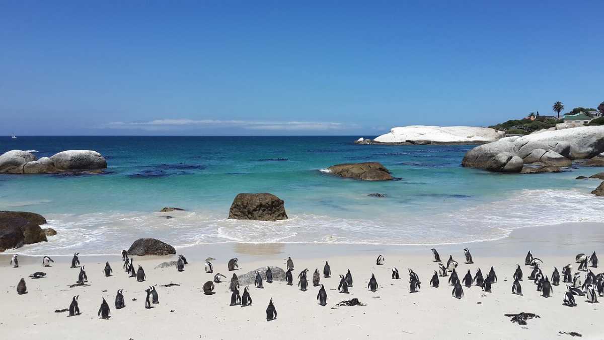 Boulders Beach Cape Town