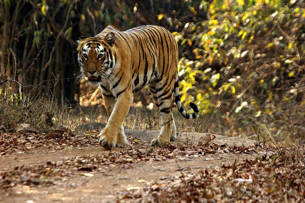 19 Best Tiger Reserves in India: Places to Go Tiger Spotting 2023