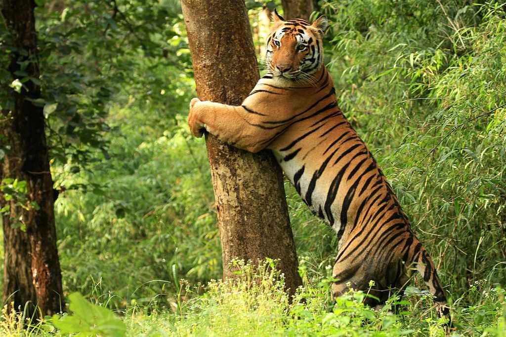 10 National Parks in Madhya Pradesh | Wildlife Sanctuaries | 2023